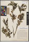 Foto von Salix borealis Fr. x Salix myrsinites L.